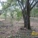 belize-real-estate_5-acres-on-the-macal-river-downtown-san-ignacio-20