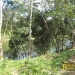 belize-real-estate_5-acres-on-the-macal-river-downtown-san-ignacio-9