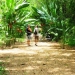 belize-eco-resort-for-sale-walking-path-to-cabanas