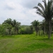 Belize 47 Acre Farm for Sale_OF041408BW 11