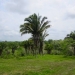 Belize 47 Acre Farm for Sale_OF041408BW 12