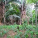 Belize 47 Acre Farm for Sale_OF041408BW 4