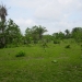 Belize 47 Acre Farm for Sale_OF041408BW 6