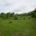 Belize 47 Acre Farm for Sale_OF041408BW 7