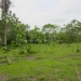 Belize 47 Acre Farm for Sale_OF041408BW 9
