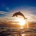beautiful dolphin jumping from shining water