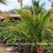 Belize-Resort-Ready-Property-near-San-Ignacio-Town66