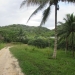 Large Lychee Farm in Belize 46