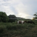 Large Lychee Farm in Belize 51