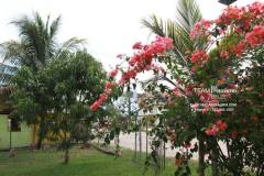 Belize-Home-with-Fruit-Orchard-SI7