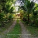Belize-2-bedroom-farm-house-on-9-acres7