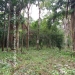 Belize-Jungle-Lots-Bullet-Tree-Village1