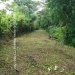Belize-Jungle-Lots-Bullet-Tree-Village5