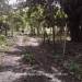 Twelve-Acres-of-Jungle-and-Agricultural-2