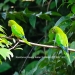 Belize-Land-Pristine-Jungle-4