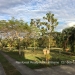 Belize-50-Acres-with-Three-Homes-87