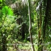 $0 acres of verdant Forest in Punta Gorda11
