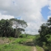 70 Acres in Young Gal Cayo District 3