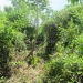 70 Acres in Young Gal Cayo District 9
