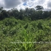 Belize Land 50 Acres near Belmopan8