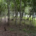 Wooded Lots for Sale Maya Mountians 15.JPG