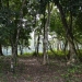 Wooded Lots for Sale Maya Mountians 2.JPG