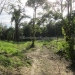Belize Land 25 Acres for Sale 2.JPG
