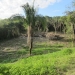 Belize Land 25 Acres for Sale 8.JPG