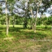 L141610BT_4 Acres Bullet Tree Road Belize6