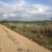 Belize 20 Acres for Sale near Spanish Lookout 4.JPG