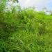 50 Acres for Sale in Belize Young Gal 1