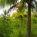 50 Acres for Sale in Belize Young Gal 10