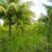 50 Acres for Sale in Belize Young Gal 11