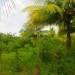 50 Acres for Sale in Belize Young Gal 12