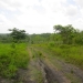50 Acres for Sale in Belize Young Gal 13