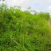 50 Acres for Sale in Belize Young Gal 2