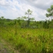 50 Acres for Sale in Belize Young Gal 4