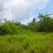 50 Acres for Sale in Belize Young Gal 5