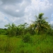 50 Acres for Sale in Belize Young Gal 6