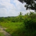 50 Acres for Sale in Belize Young Gal 8