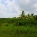 50 Acres for Sale in Belize Young Gal 9