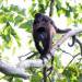 Caring howler monkey mother carrying her baby across the tree canopy