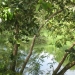 Cayo Belize Riverfront Land for Sale 9