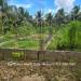Belize-Ten-Acre-Coconut-Farm-Teakettle13