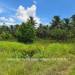 Belize-Ten-Acre-Coconut-Farm-Teakettle15