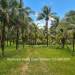 Belize-Ten-Acre-Coconut-Farm-Teakettle16