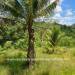 Belize-Ten-Acre-Coconut-Farm-Teakettle19
