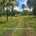 Belize-Ten-Acre-Coconut-Farm-Teakettle21