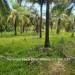 Belize-Ten-Acre-Coconut-Farm-Teakettle8