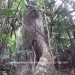 Belize Residential Lots in Forest Reserve4